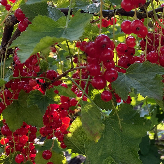 biologisch fruit