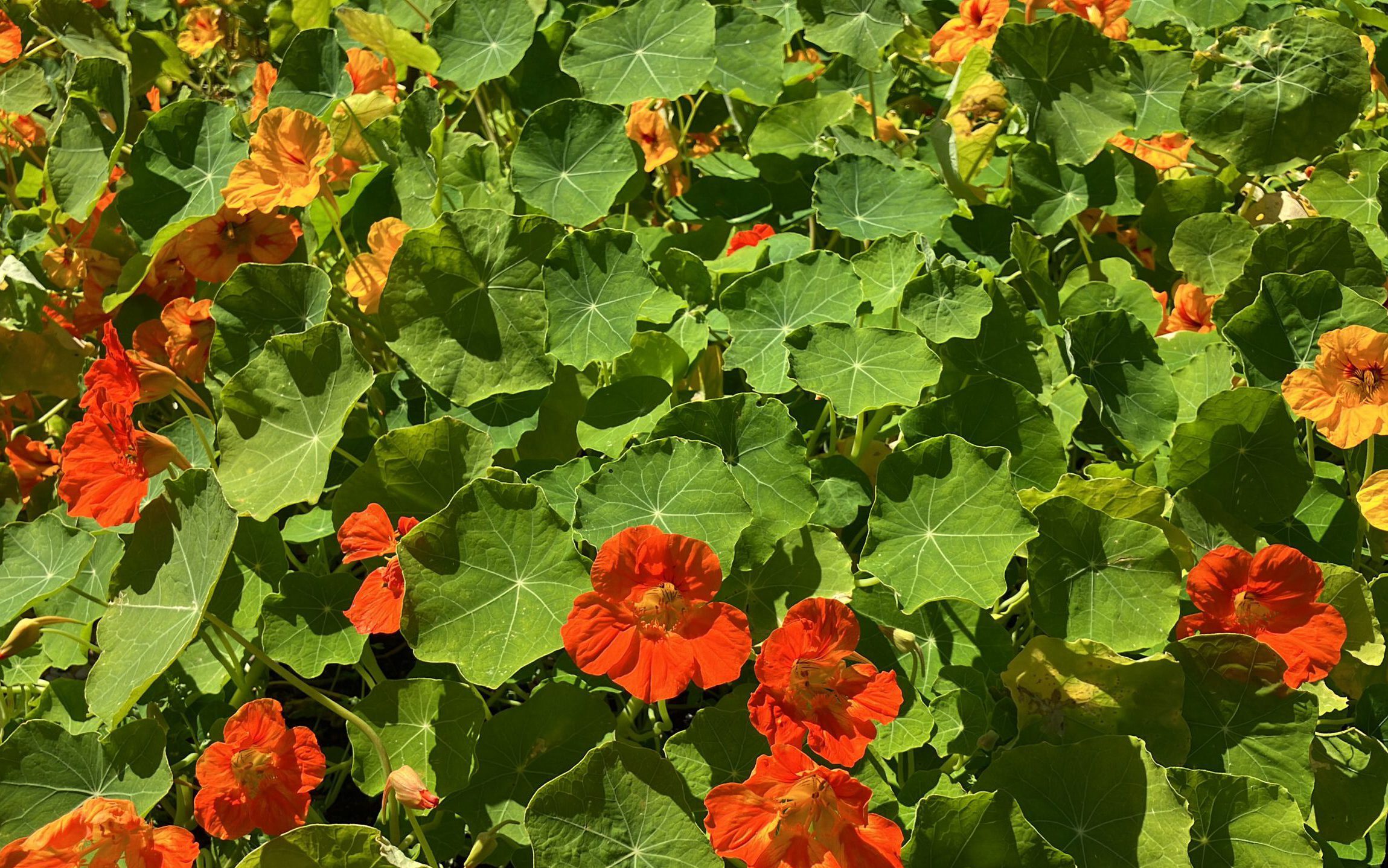 biologische groente, fruit en bloemen