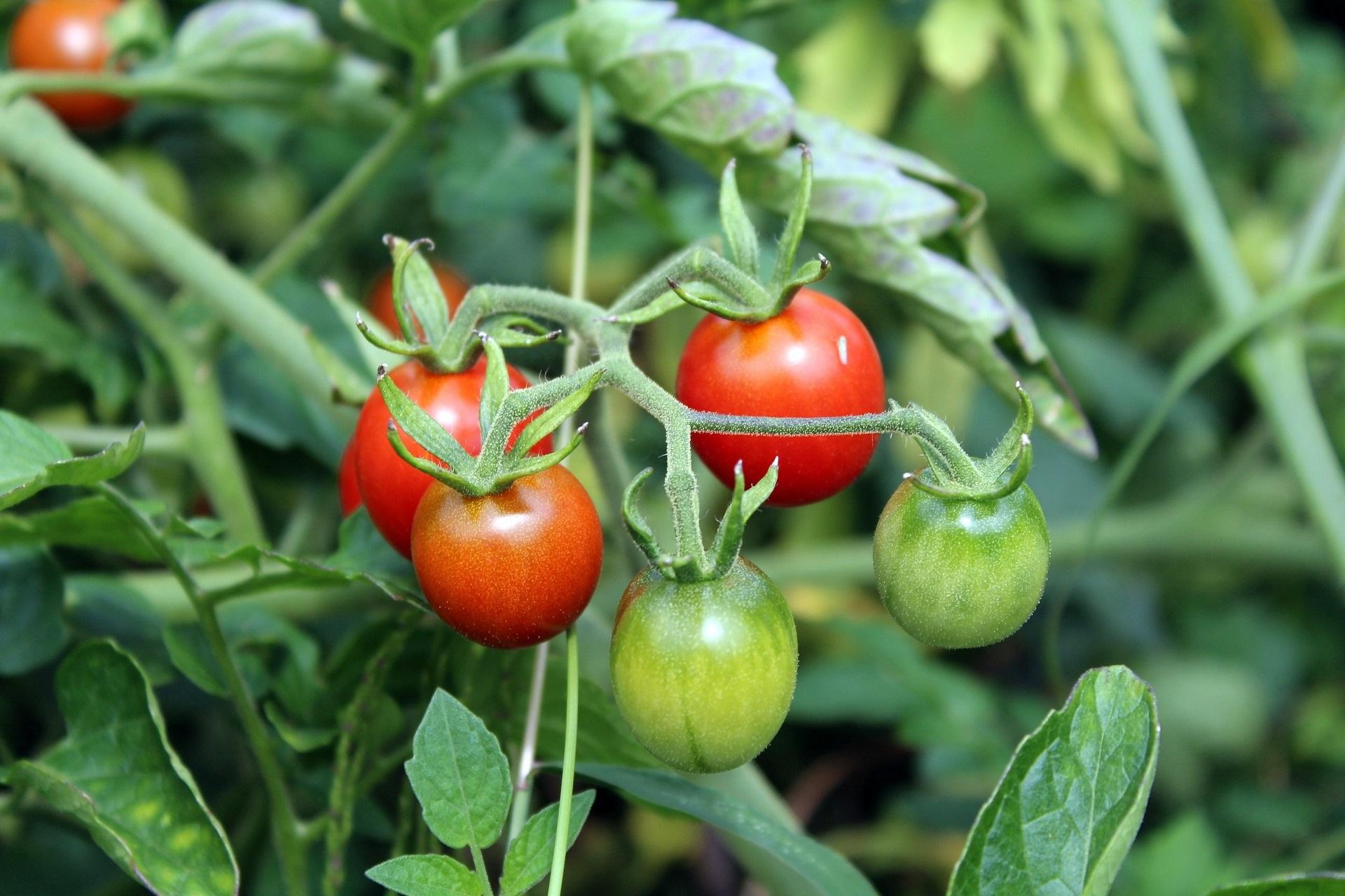 biologisch fruit